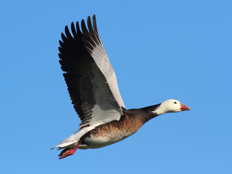 IMG_3870 Blue Morph Ross's Goose, Merced National Wildlife Refuge