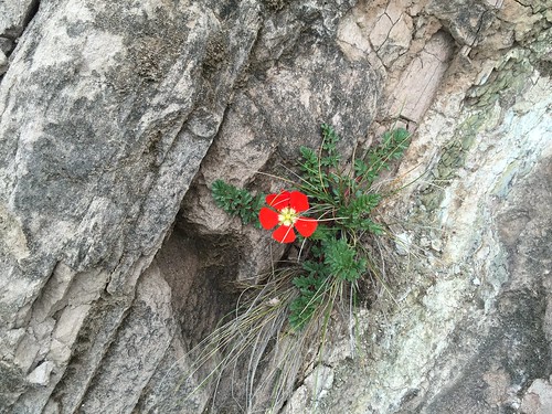 red flower argentina rock closeup andes redflower salta valleencantado parquenacionalloscardones iphone6plus
