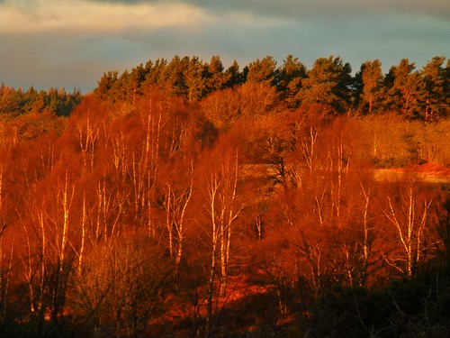 trees winter sun nature silver scotland birch
