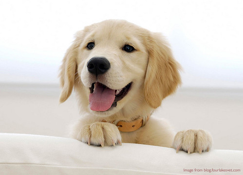 What is The Best Dog Food for Golden Retrievers http://t.co/KT6sRZWVcX http://t.co/7676ChfcGw