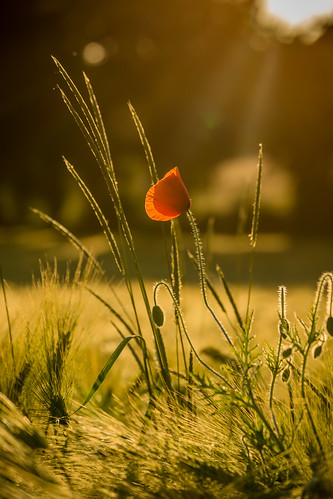 light sunset portrait sun flower nature fleur barley vertical ray bokeh lumière wheat poppy coquelicot blé orge chaude