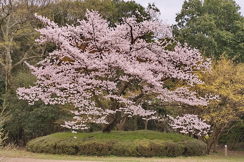 【写真】2013 桜 : 京都府立植物園/2020-12-16/IMGP9463