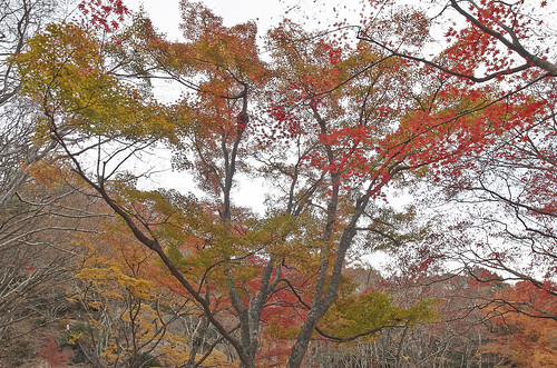 【写真】2013 紅葉 : 笠置山もみじ公園/2021-10-24/IMGP3620