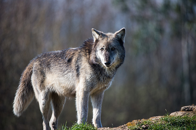 UK Wolf Conservation Trust 13/03/14