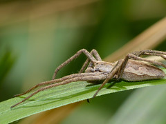 Nursery Web Spider (Pisaura mirabilis) - Photo of Montagnol