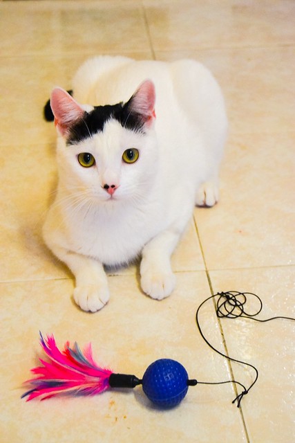 Carlo, gatito blanco con toque negro tímido y muy bueno esterilizado, nacido en Junio´14, en adopción. Valencia. ADOPTADO. 15784362033_9b9203292d_z