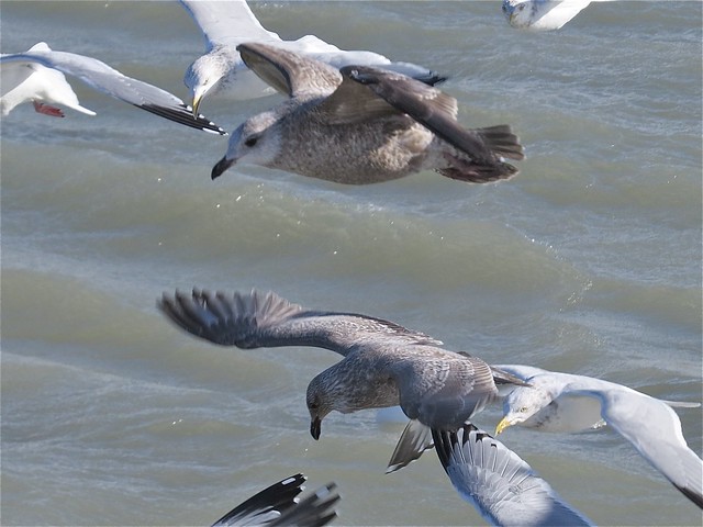 Herring Gull (1st Cycle) and Thayer's Gull (1st Cycle) at North Point Marina in Lake County, IL