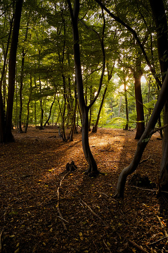 trees light shadow nature woodland woods shade shaded 2013 sparkeywood