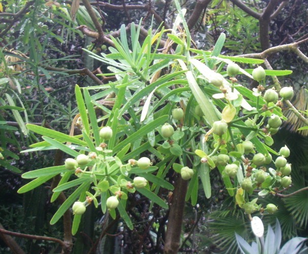 Euphorbia tuckeyana 26280215343_963850d3a1_o