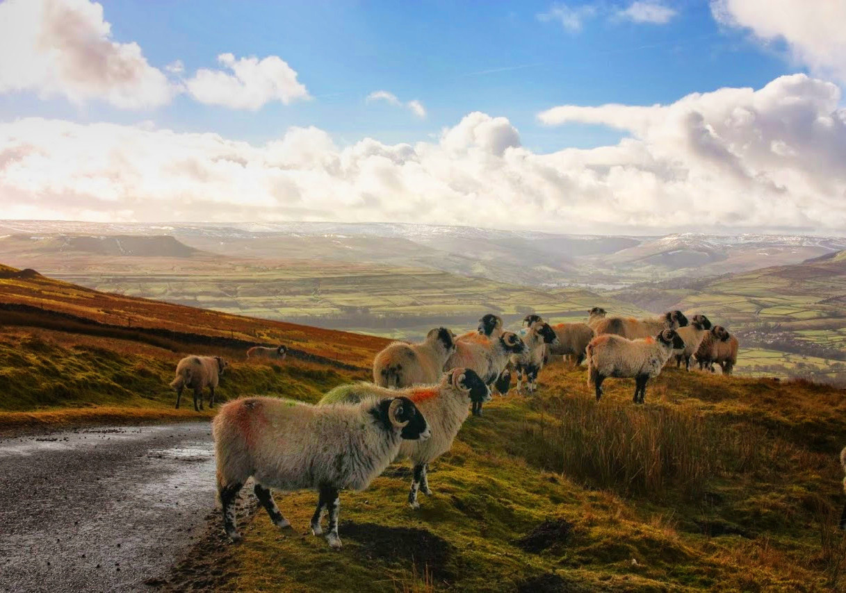 Sheep causing a traffic jam at Hawes, Wensleydale. Credit James Burke