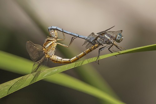 macro spain dragonfly murcia libelula mating entomology odonata copula entomologia nikon300mmf4 odonato nikond2xs orthetrumchrysostigma