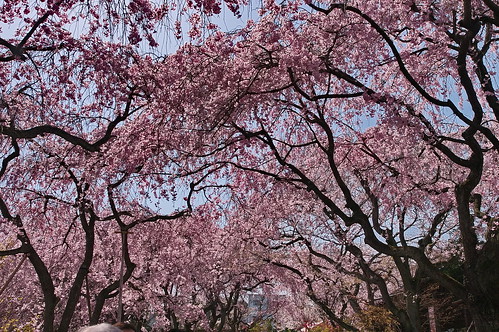 【写真】2013 桜 : 原谷苑（２）/2021-02-05/IMGP9989
