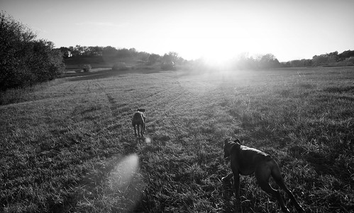 sunset blackandwhite sunlight cute dogs