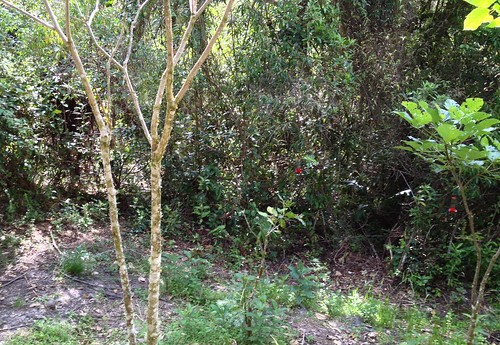peru peruvianandes abrapatricia huembo peruviancloudforest marvelousspatuletailreserve