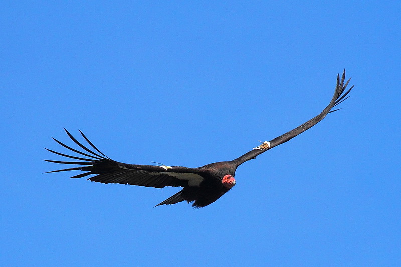 IMG_7262 California Condor #444, Pinnacles National Park