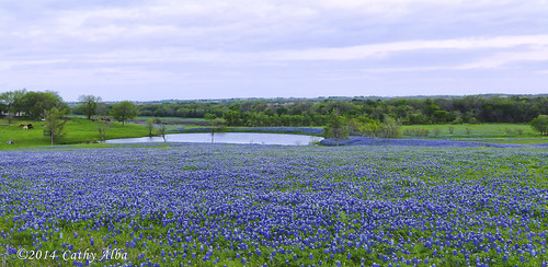 nature landscape nikon panoramic bluebonnets texaswildflowers ennistexas texasbluebonnets texaslandscape nikon2470mmf28g nikond7000 machrd bluebonnets2014