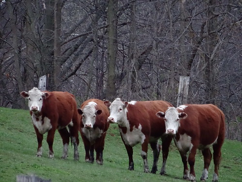 The four cows