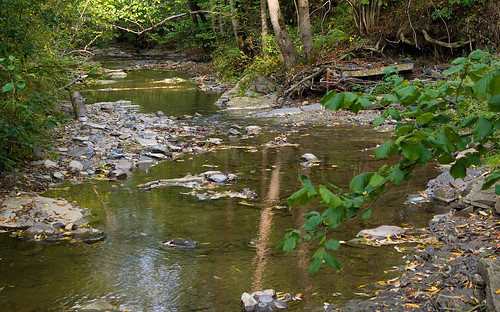 trees green nature water river landscape flora stones poland polska natura mirrorimage bieszczady zielony woda rzeka drzewa kamienie krajobraz odzwierciedlenia bieszczadymountainrange dołżyczka