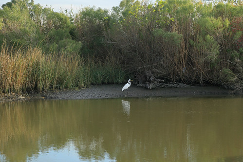 bird heron canon louisiana coastal wetlands marsh gulfcoast lafourcheparish goldenmeadow canon6d ilobsterit