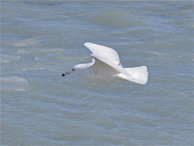 Glaucous Gull (2nd Cycle) at North Point Marina in Lake County, IL 13