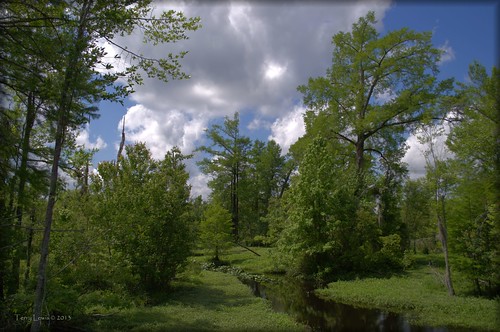 landscape swamp