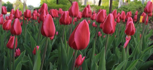 Blooming tulips