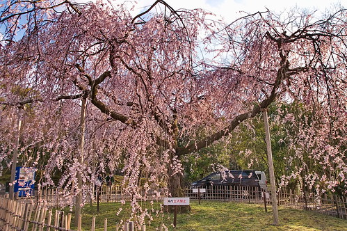 【写真】2013 桜 : 円山公園/2016-11-02/IMGP8729