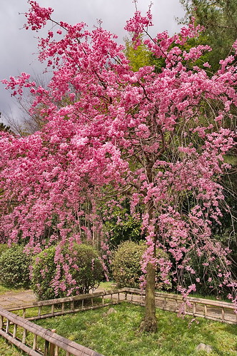 【写真】2013 桜 : 半木の道/2021-11-05/IMGP9486