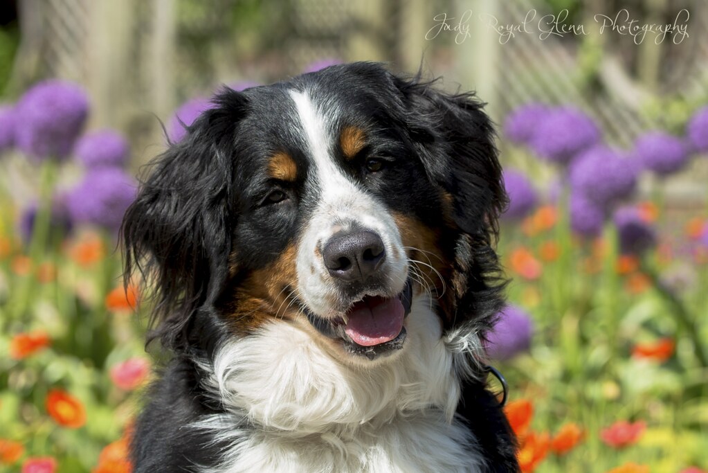 "Radley"   Bernese Mountain Dog