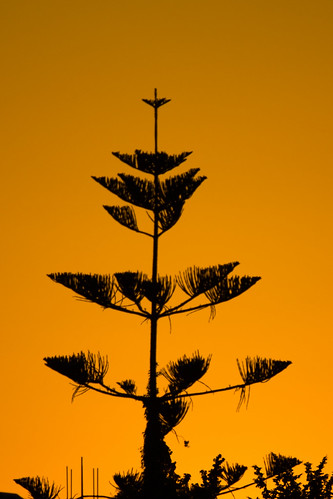 sunset tree cyprus nicosia