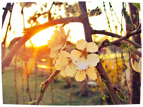 sunset spring springflower megacenter springbloom flickrandroidapp:filter=iguana flowerinthesunset