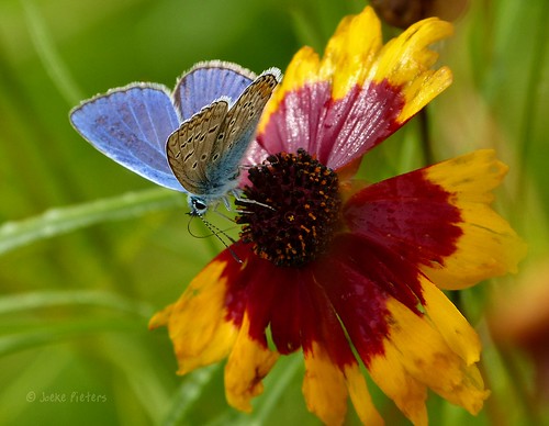 flower nature butterfly garden ngc npc tuin vlinder bloem commonblue icarusblauwtje platinumheartaward panasonicdmcfz150 1100422
