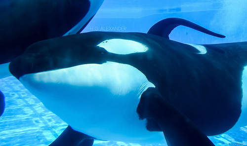 animal orlando underwater florida dolphin whale orca seaworld shamu killerwhale swf tilly scu cetacean tilikum uwv swo underwaterviewing shamucloseup