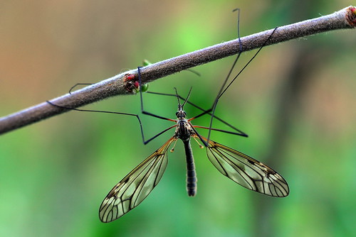 nature fly wings nikon legs crane natur hane mosqito tipula d90 mygga varipennis storharkrank