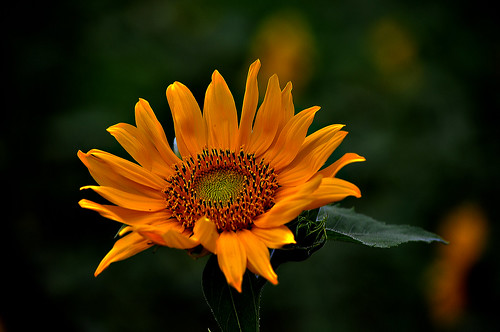 396 Day Dreamer (Sunflower)