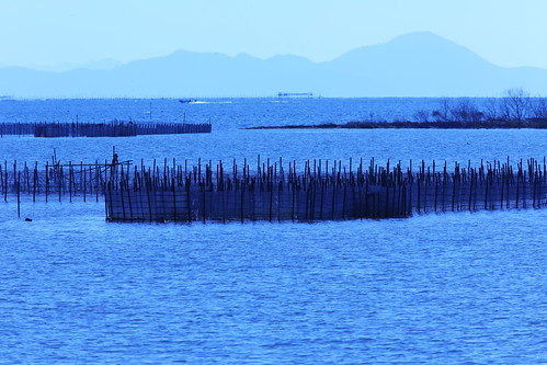 blue winter net nature water landscape lakeside 日本 shiga kohoku eri biwalake biwako 琵琶湖 湖北 滋賀県 canonef300mmf28lis canoneos5dmarkⅲ