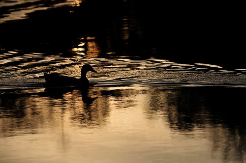 animals ducks sunset texas tomball