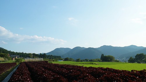 field landscape countryside kyoto bluesky 京都 ohara kioto shiso 大原 紫蘇 紫蘇畑 しば久