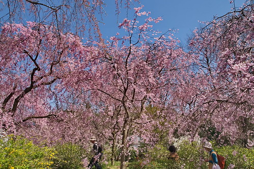 【写真】2013 桜 : 原谷苑（２）/2021-02-05/IMGP9979