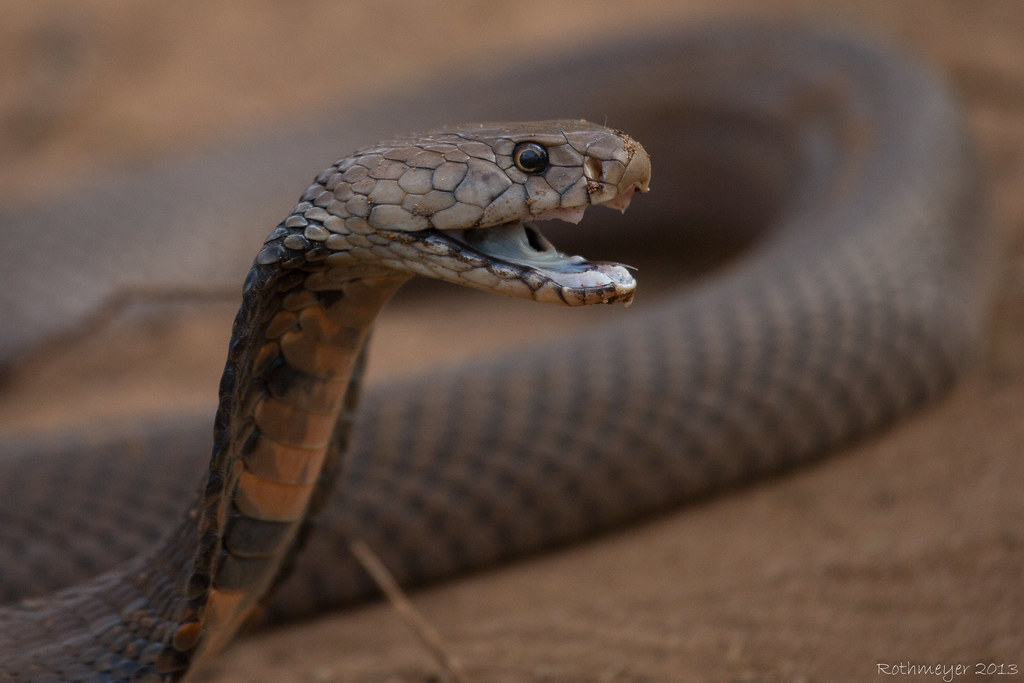 Mozambique Spitting Cobra (Naja mossambica)
