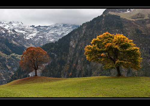 autumn trees schweiz switzerland colours herbst svizzera bäume uri glarus klausenpass