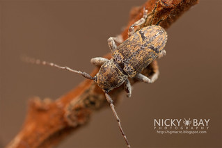 Longhorn Beetle (Prosoplus sp.?) - DSC_1230