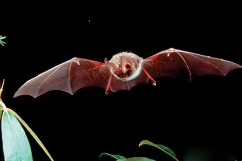 Adult Rafinesque's big-eared bat soars through the night. USDA photo by Forest Service.