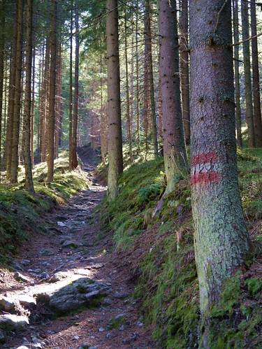 trees forest mark wald bäume fichten firs spruces hikingtrail wanderweg markierung fischbacheralpen stanglalm stanglalpe