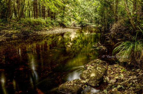 county trees ireland green water leaves reflections river photography nikon rocks vincent wicklow dargle coey d5100