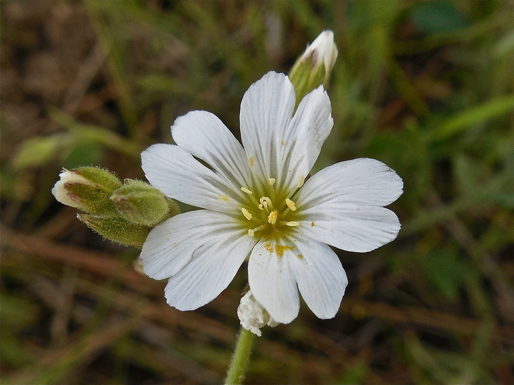 Field Chickweed