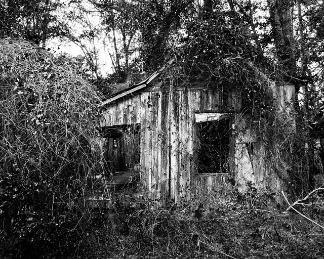 Shack in the Woods