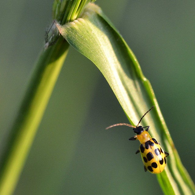 Black-spotted Yellow Beetle | Flickr - Photo Sharing!
