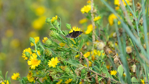 bird birds butterfly nikon louisiana d750 2014 hollybeach duskywing cameronparish funerealduskywing erynnisfuneralis yrarf
