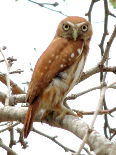 colombia cartagena totumo owl bird
